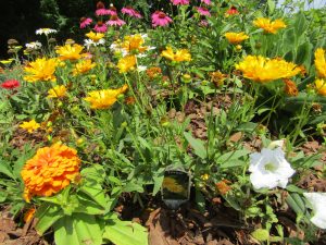 Excellent Cultivar: Tickseed 'Jethro Tull'