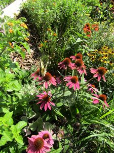Flowers in a raised landscape bed
